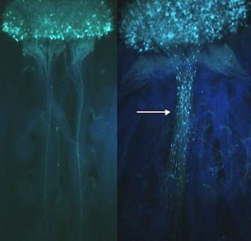 Functional inbreeding avoidance mechanism in Arabis