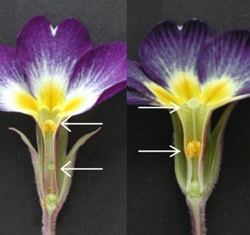Control of floral heteromorphy in Primula (Review)