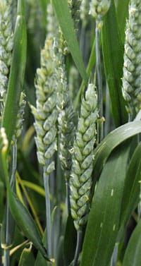 Wheat Ears Anthesis