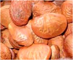 Free—open access paper: Co-ordinated changes in storage proteins during development and germination of elite seeds of Pongamia pinnata, a versatile biodiesel legume