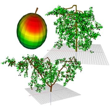 Modelling fruit temperature dynamics in apple