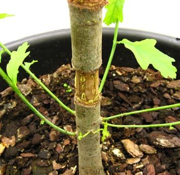 Modelling tree girdling responses