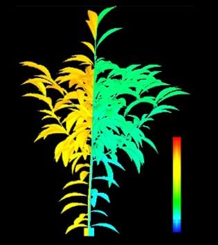 Linking water stress and carbon partitioning