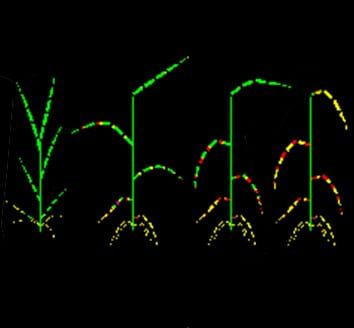 3-D plant–pathogen model for disease epidemics