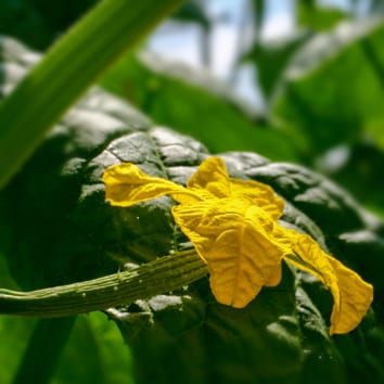 Partitioning model for fruit growth in cucumber