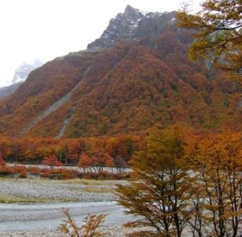 Growth and carbon budgets in Nothofagus