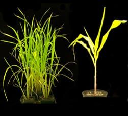 Yellow Stripe-Like metal transporters in Brachypodium