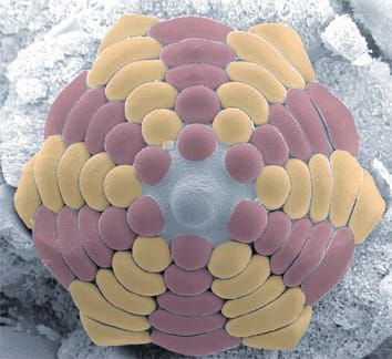 Floral development in Anaxagorea (Annonaceae)