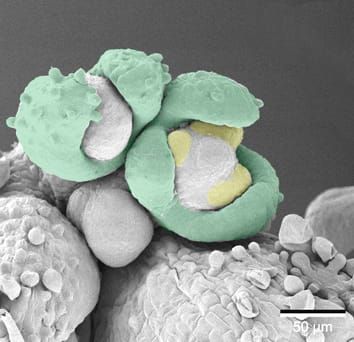 The nature of ‘bracteoles’ in Atripliceae