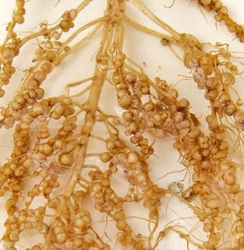 Molecular control of legume nodulation