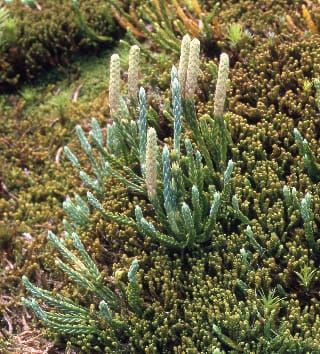 Reticulate evolution and triploidy in Diphasiastrum