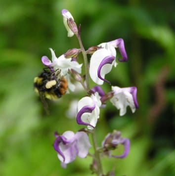 Co-flowering species and pollination interactions