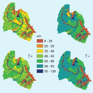 Leaf traits, growth allometry and competition