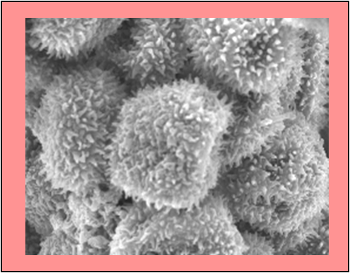 Free—open access paper: Evolutionary development of the plant spore and pollen wall