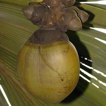 Pericarp development and fruit structure in Borasseae