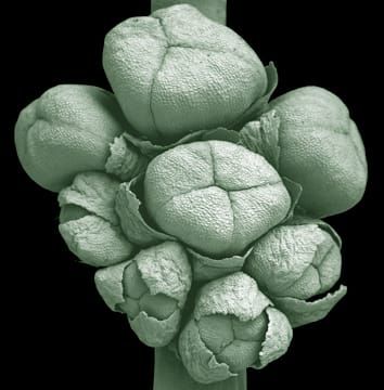 Acervulate partial inflorescence in Chamaedoreeae