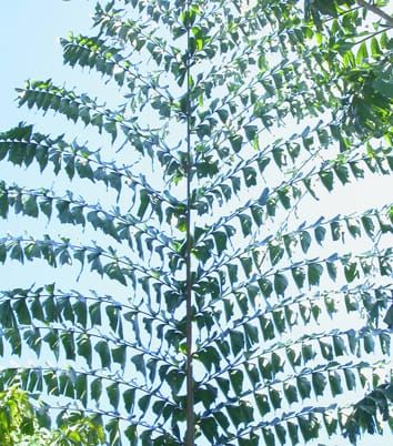 DNA barcoding: a new tool for palm taxonomists?