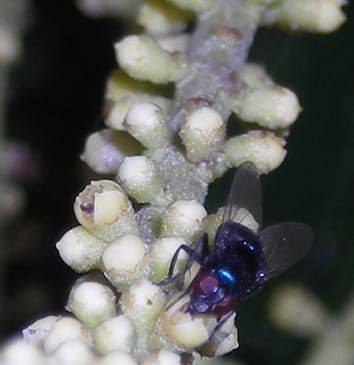 Pollination mechanisms in palms (Review)