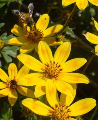 The Meskel daisy, Bidens pachyloma, from Ethiopia