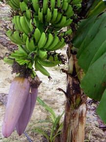 Banana fruit bunch