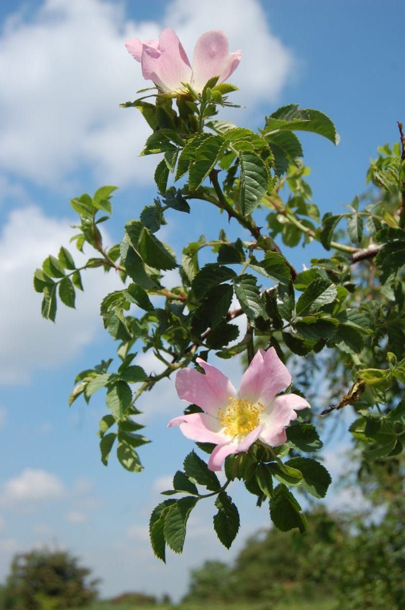 Dog rose, Rosa canina, used on an Annals of Botany cover