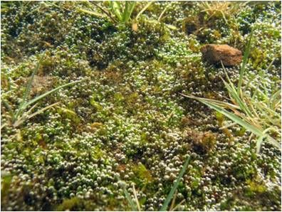 Free paper — A perspective on underwater photosynthesis in submerged terrestrial wetland plants