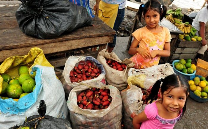 Palm Harvest Impacts in tropical Forests