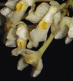 Floral characters in Capanemia