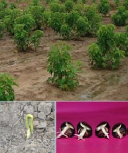 Germination, temperature and water potential in Jatropha