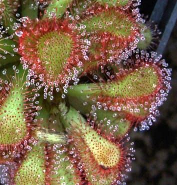Carnivorous plants: a review