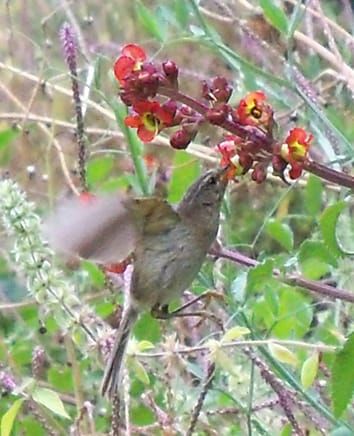 Mixed bird and wasp pollination systems in Scrophularia