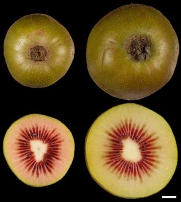 Chromosome number and fruit size in Actinidia