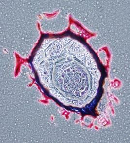 Host-plant stimulation of germination in parasitic Phelipanche