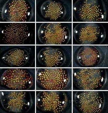 Physiological mechanisms of germination responses
