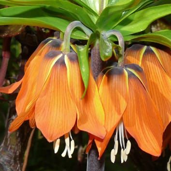 Genome size and DNA base composition (Research in Context)