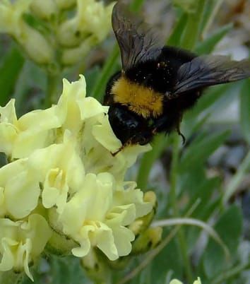 Reproduction costs when photosynthate is limited