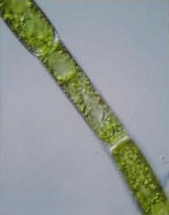 ITS2 and phylogeny of green algal Chlorophyceae