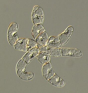 Hybrid proline-rich proteins and cell elongation