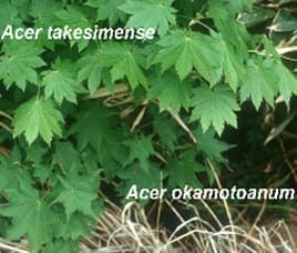 Anagenetic speciation in Acer okamotoanum