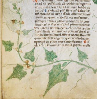 Occidental history of Cucumber