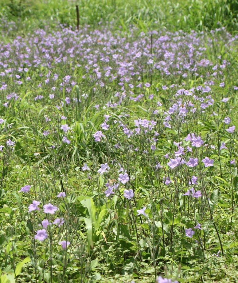 Phenology and resource allocation in Ruellia