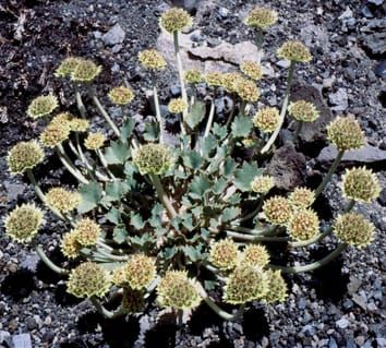 Progenitor–derivative speciation in Pozoa