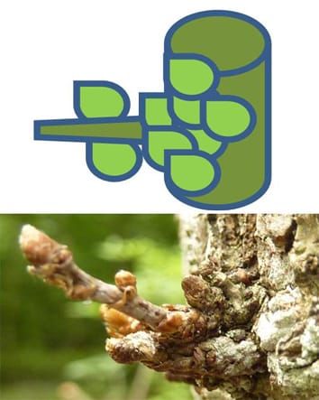 Ontogeny constrains sprouting in Quercus