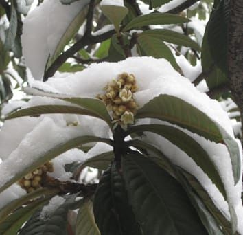 Passerine pollination in a winter-flowering tree