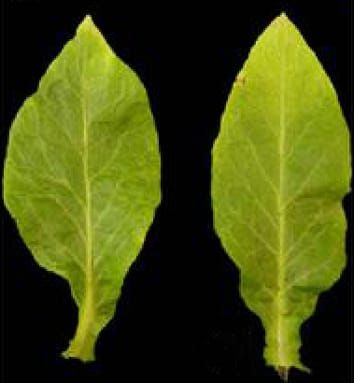 PHAN and compound leaf morphology
