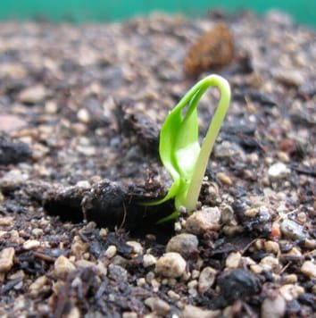 Seed quality at tree species’ altitudinal limits