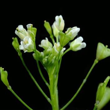 Co-adaptation of seed dormancy and flowering time
