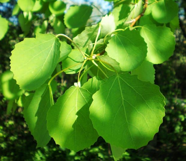 Image: Wikimedia Commons