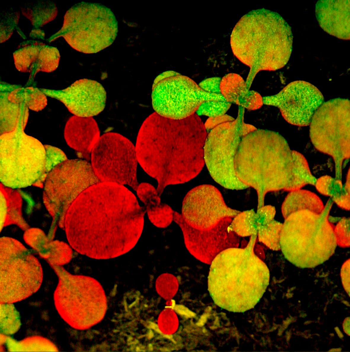 Free paper — An epifluorescent attachment improves whole-plant digital photography of Arabidopsis thaliana expressing red-shifted green fluorescent protein