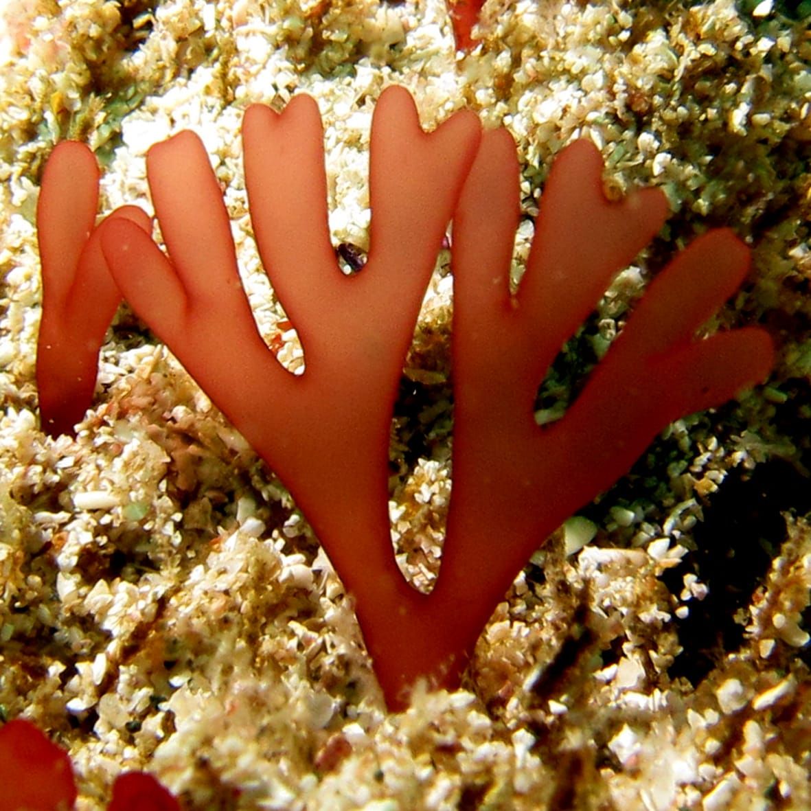 Free paper — Estimates of nuclear DNA content in red algal lineages